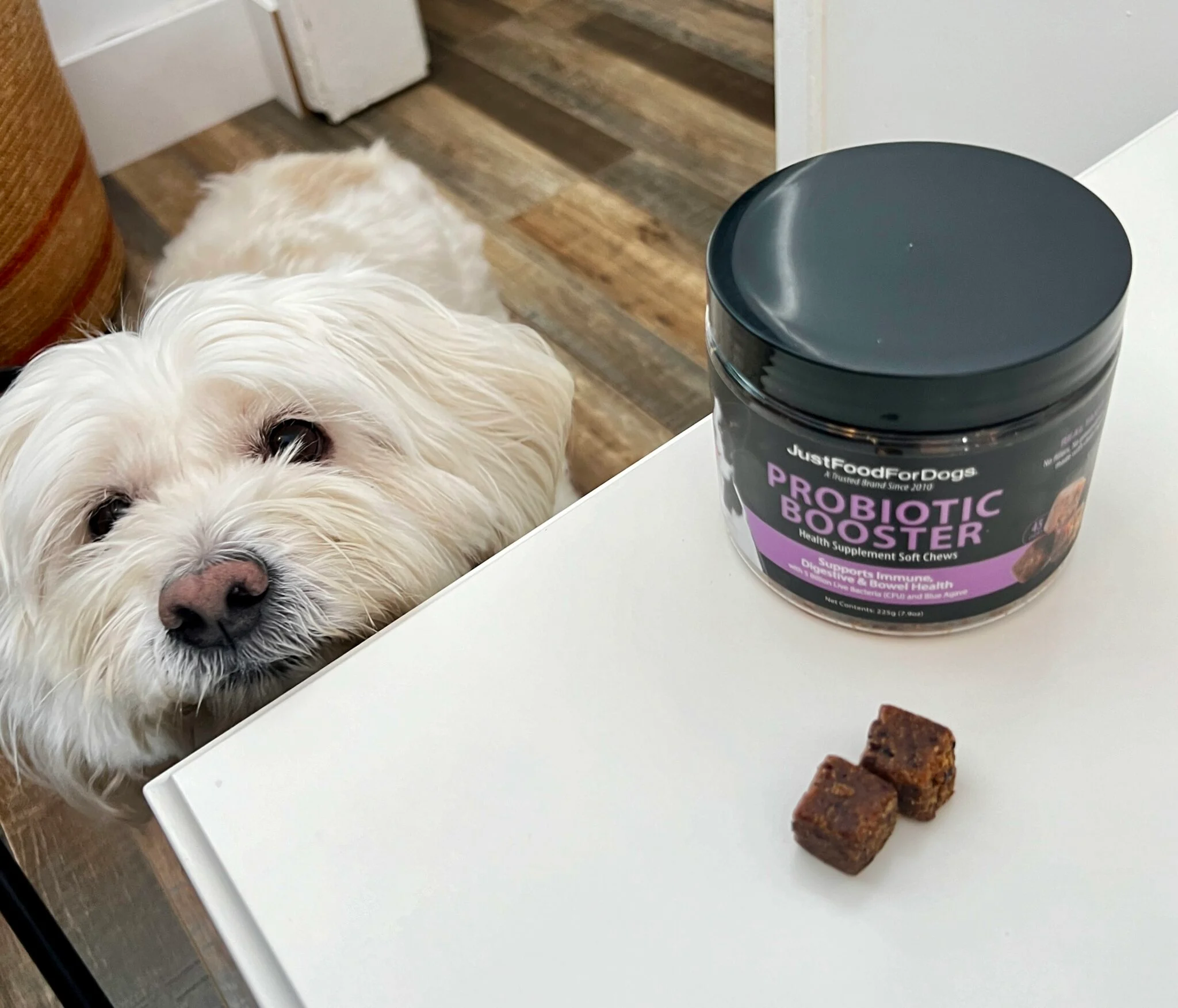 Why Traditional Probiotics Never Worked for My Dog—and How JustFoodForDogs Probiotic Chews Changed Everything